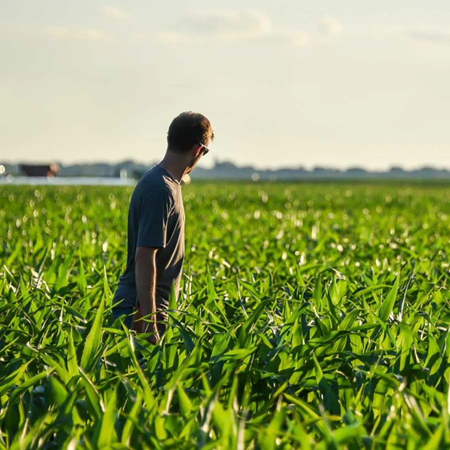 A person stands in a vast corn field of green plants, looking off into the distance.
