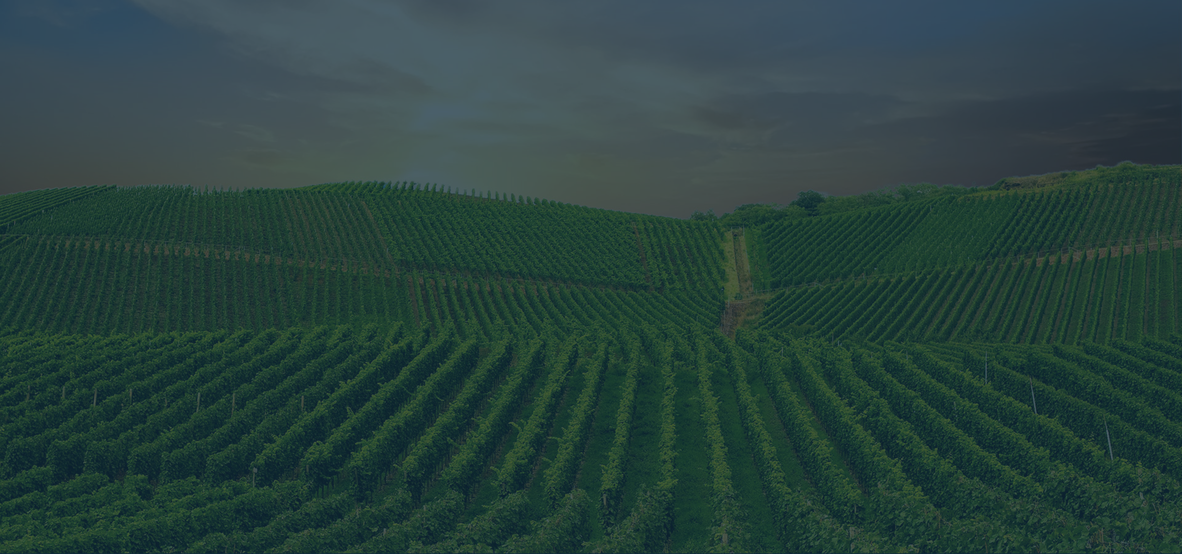 A vast field with neat rows of short green plants as far as the eye can see.