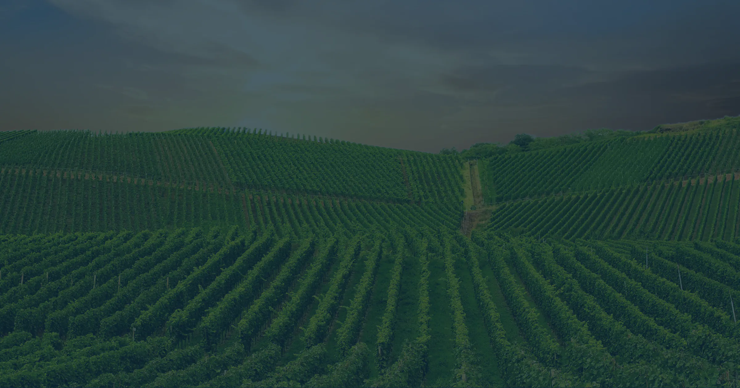 A vast field with neat rows of short green plants as far as the eye can see.