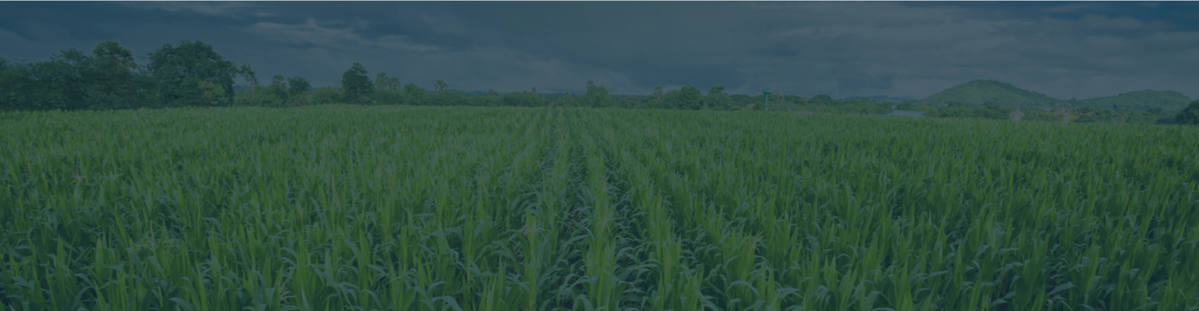 A vast green field of plants in tidy straight rows.