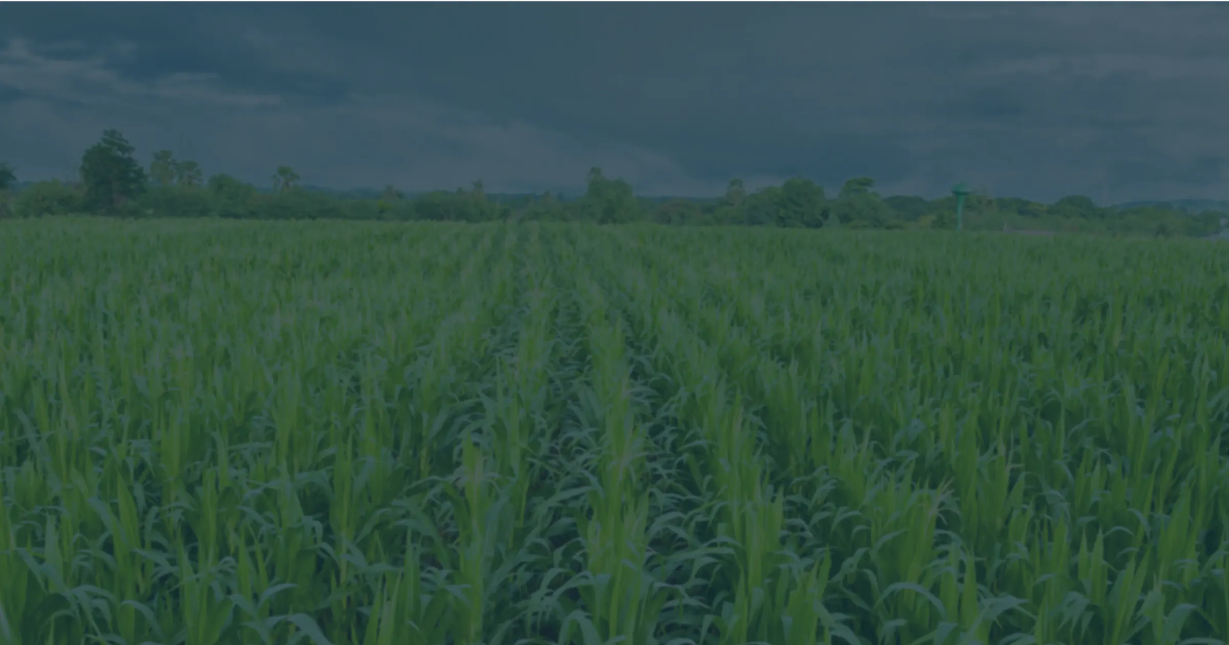 A vast green field of plants in tidy straight rows.