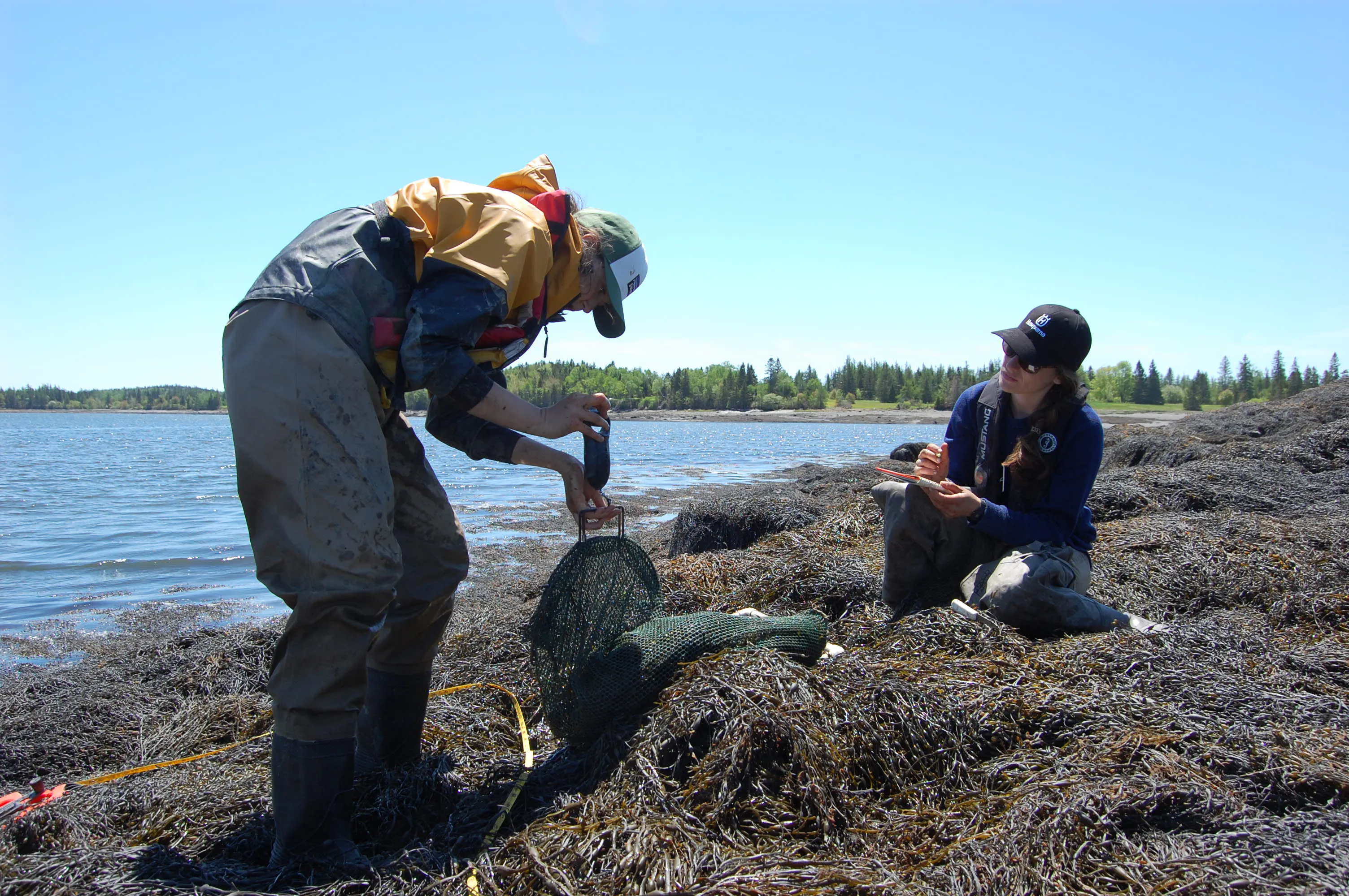Acadian's resource management team measuring Ascophyllum nodosum seaweed beds.