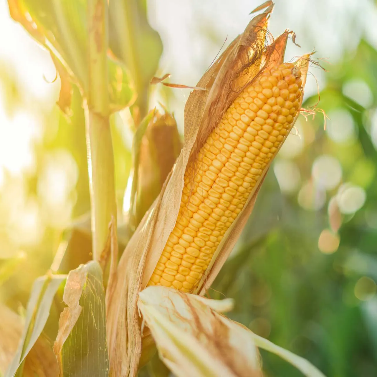 A yellow ear of corn in a green field, sunlight lightning it from behind.