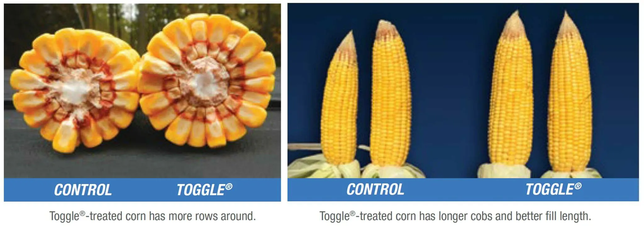Corn comparison charts side by side, comparing Toggles effects on corn before and after application.