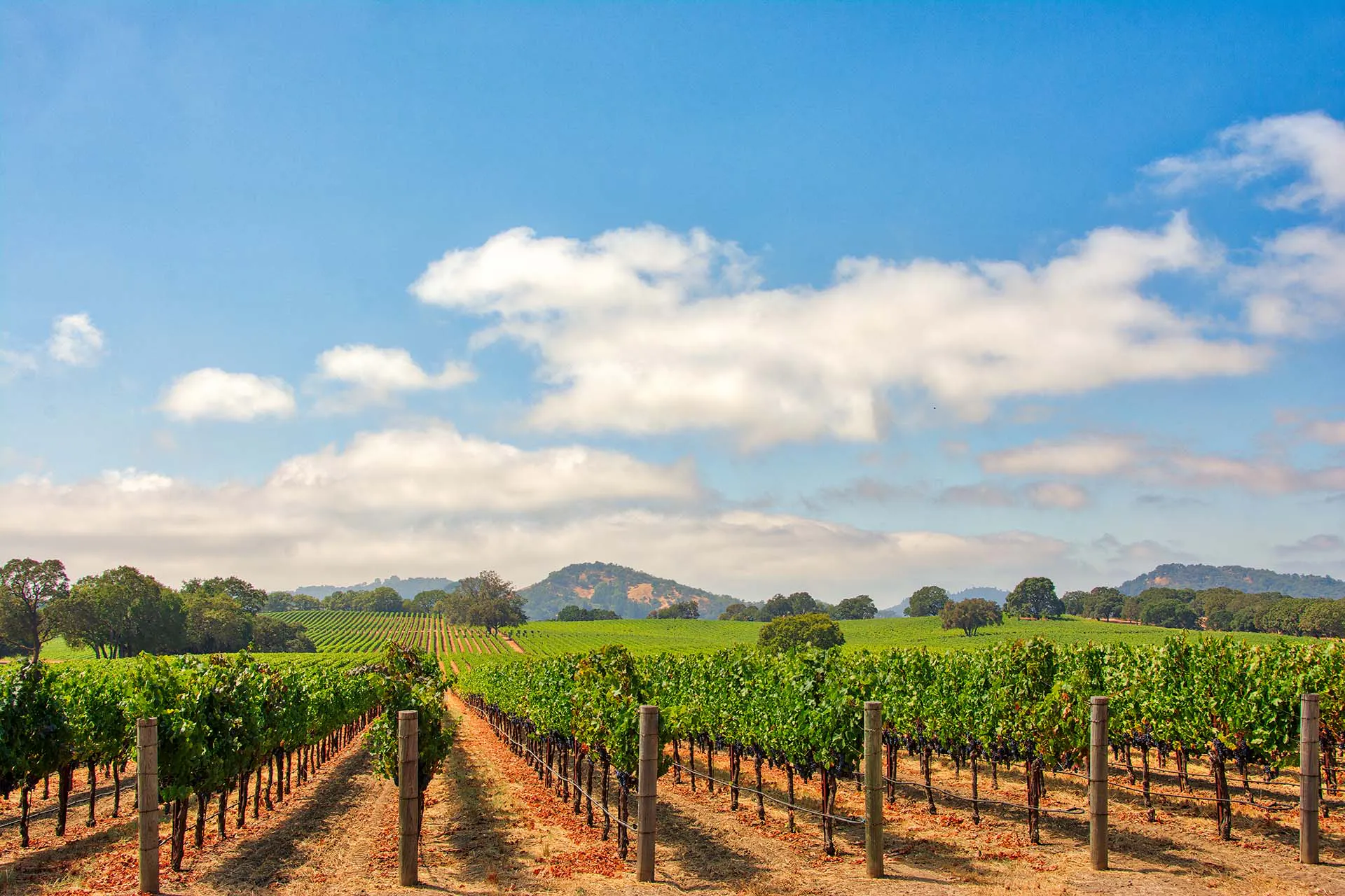 A vast field sprawl far off into the horizon, with neat rows of plants in tidy rows.