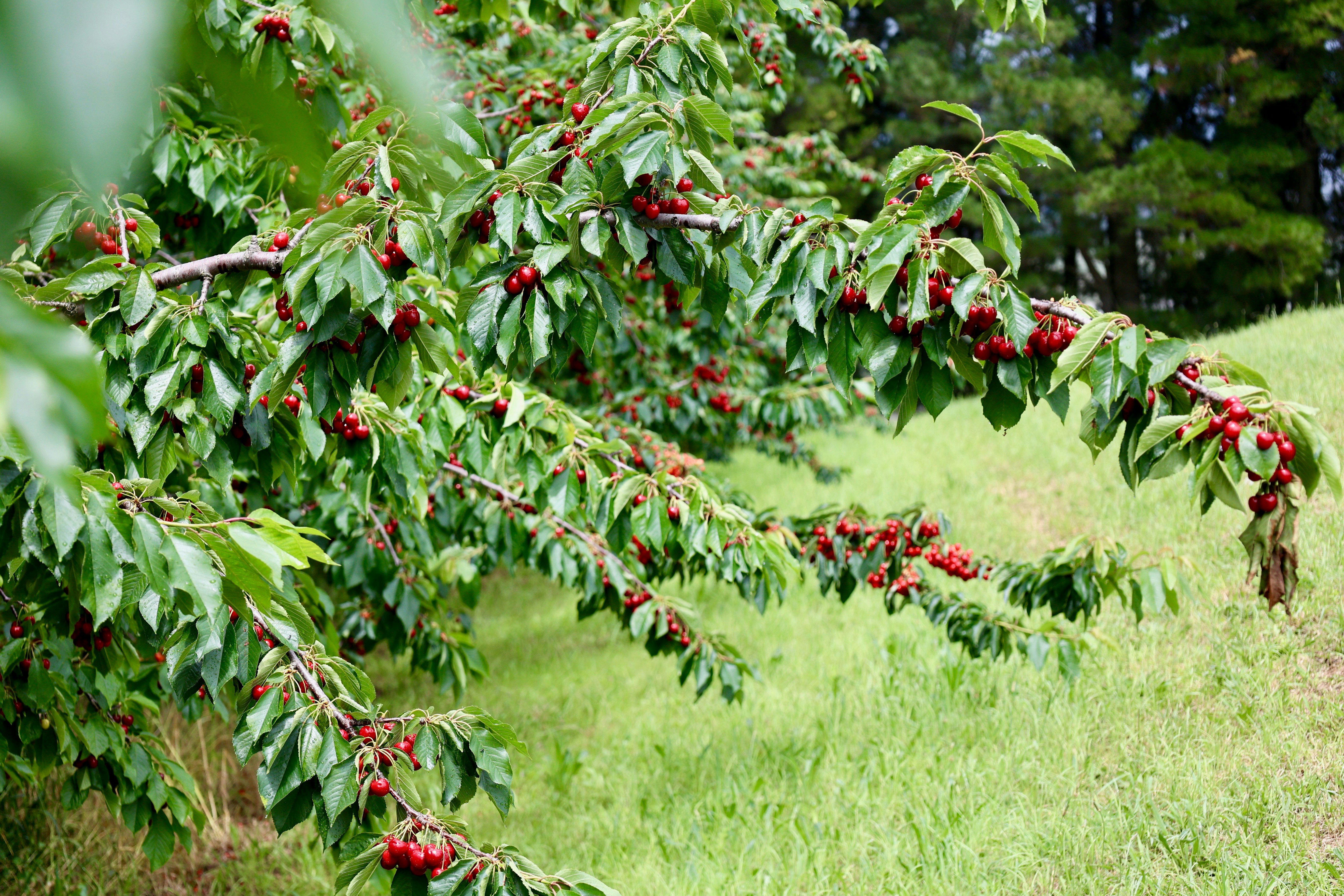 A cherry tree grows near a green lawn.