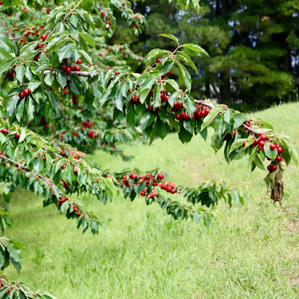 A cherry tree grows near a green lawn.
