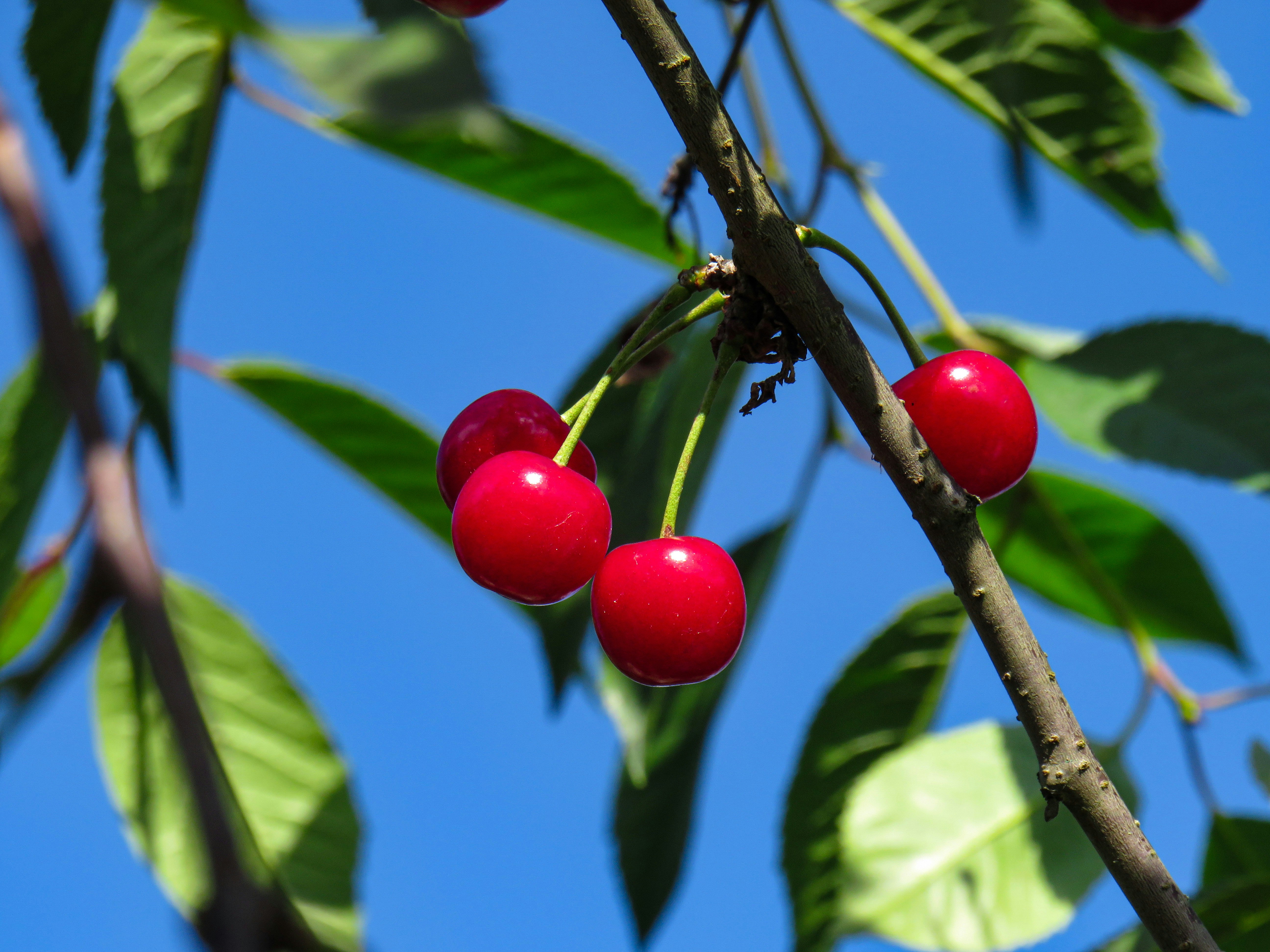 Bright red cherries on a tree are contrasted by a bright blue sky behind them.