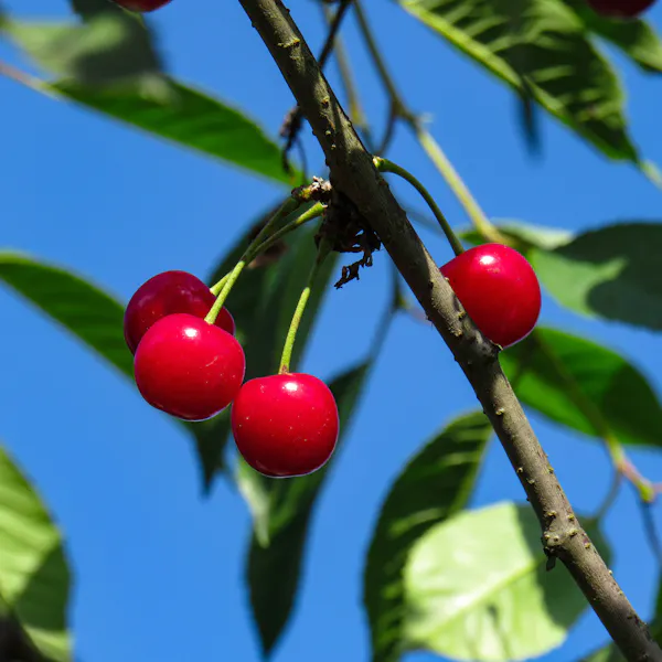 Bright red cherries on a tree are contrasted by a bright blue sky behind them.