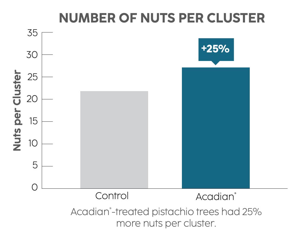 A bar chart showing the number of nuts per cluster analysis on a control versus nuts treated with Acadian.