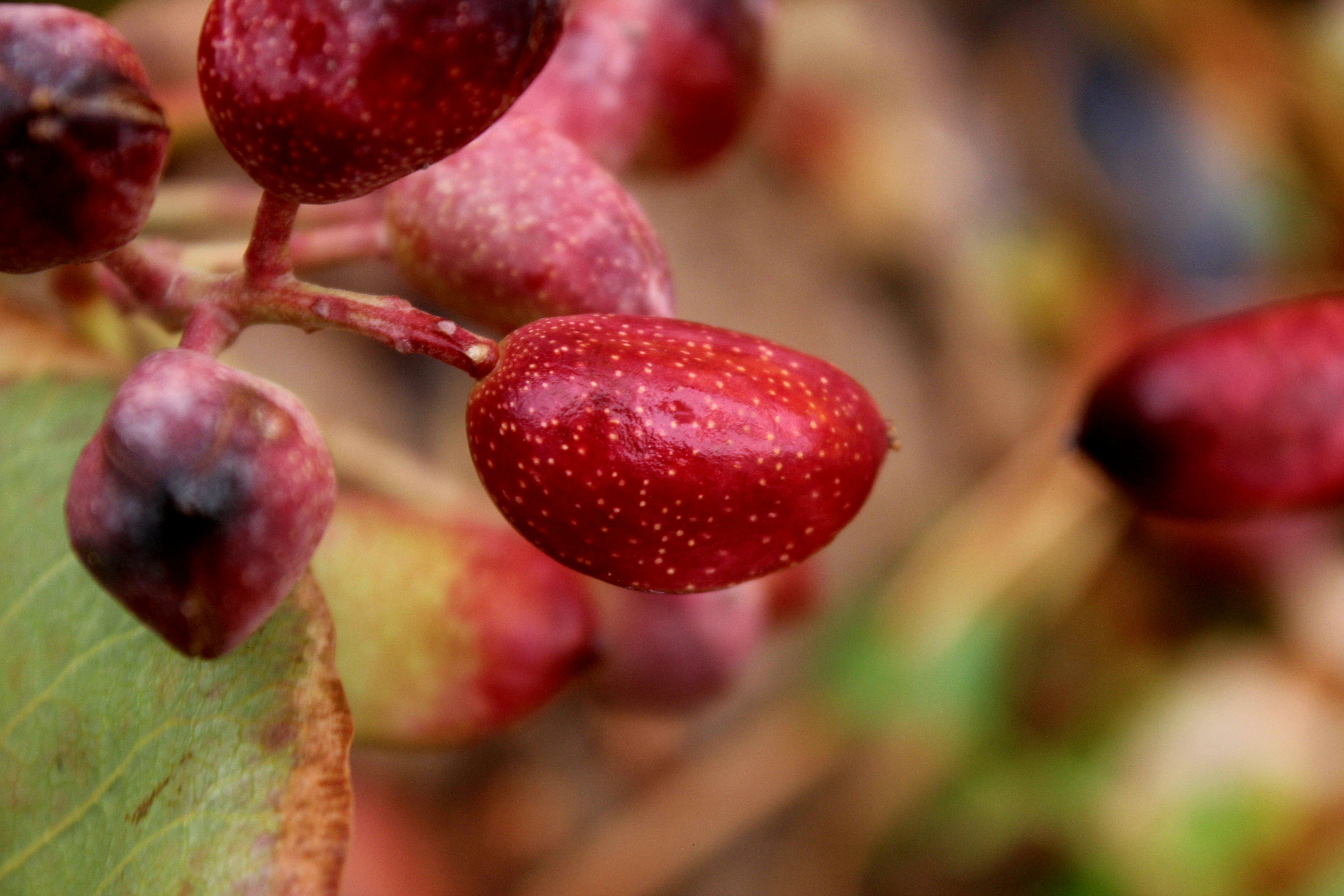 A close up view of pistachios growing on a tree.