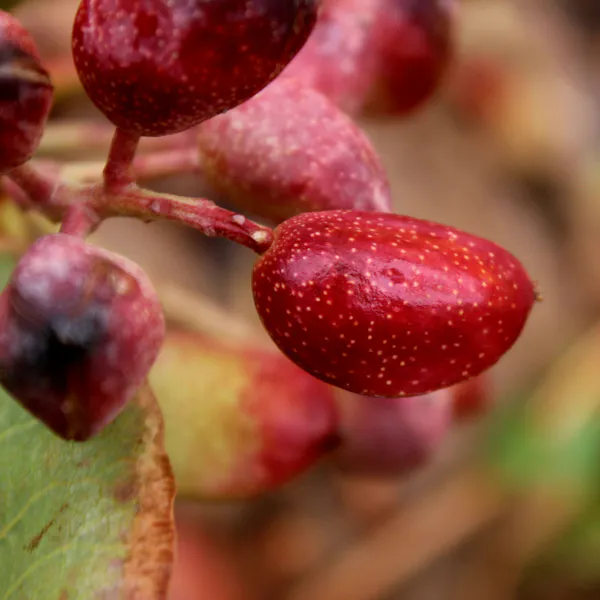 A close up view of pistachios growing on a tree.