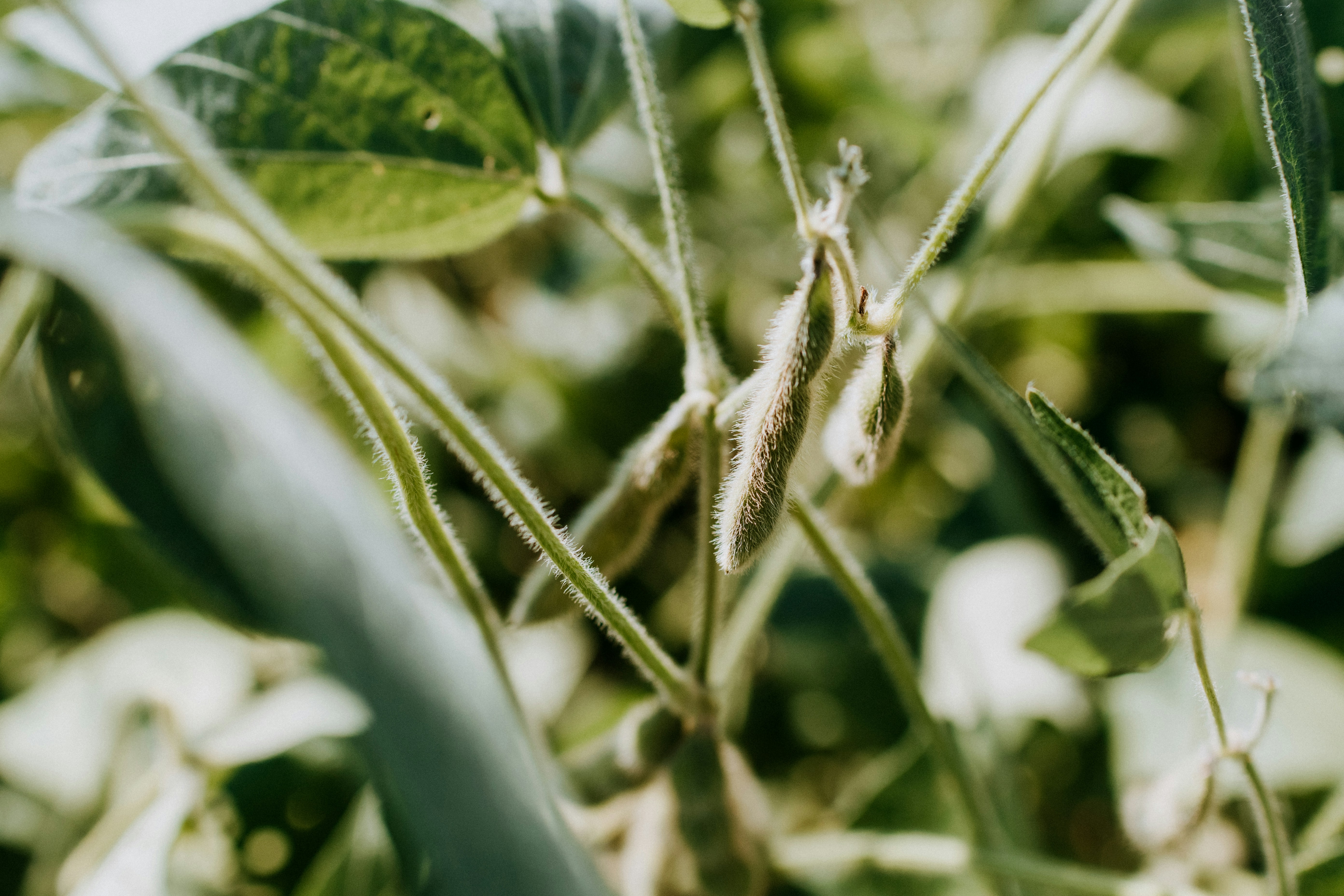 Soybean plant with hanging soybean pods.