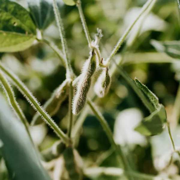 Soybean plant with hanging soybean pods.