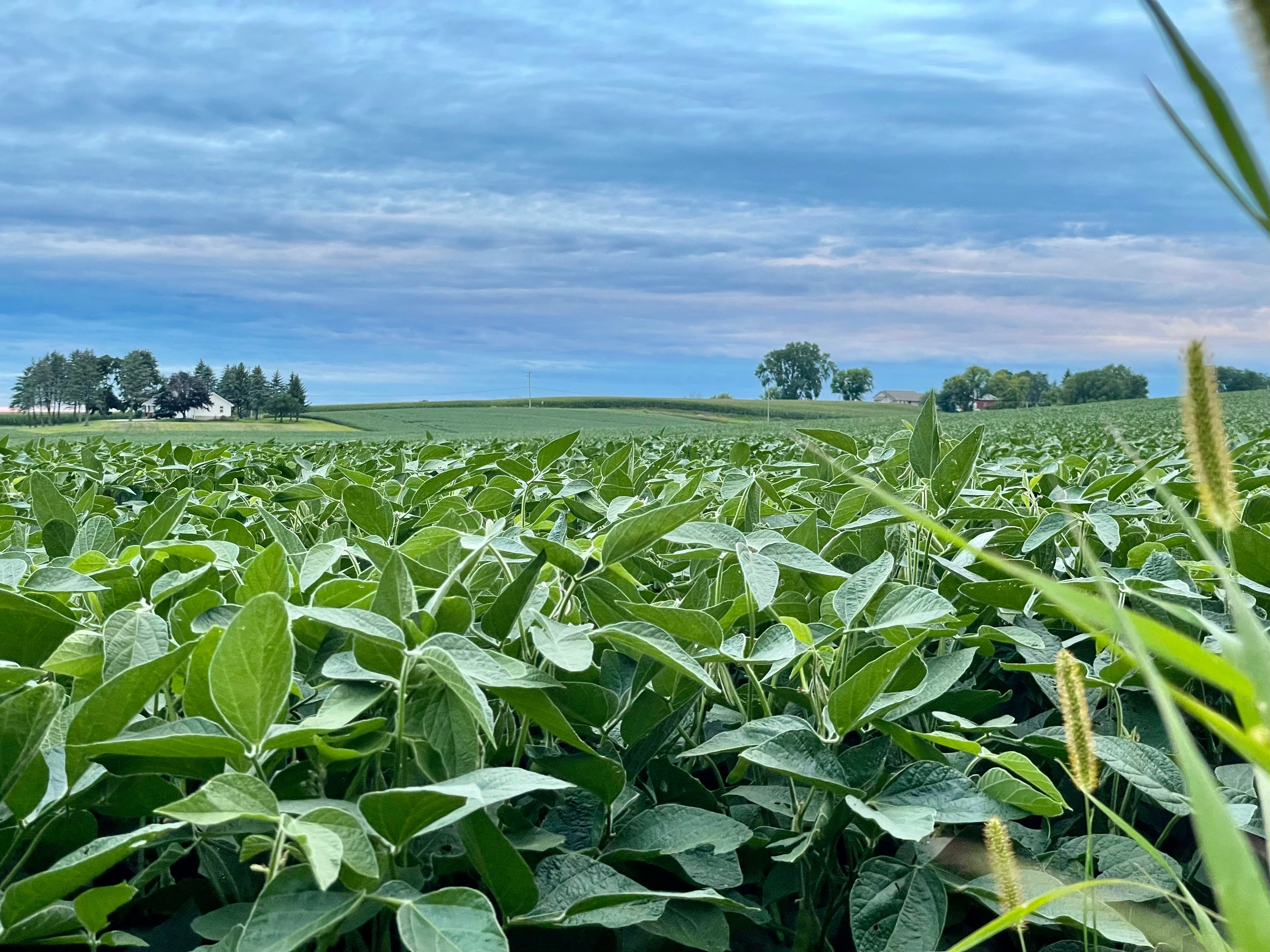 A vast field of soybean plants under a blue sky.