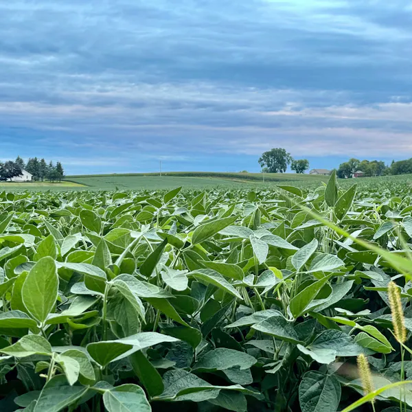 A vast field of soybean plants under a blue sky.