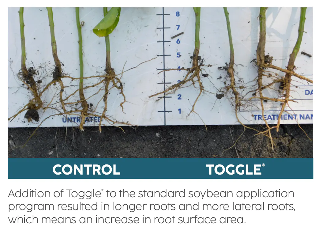 An image comparing a control soybean plant to other soybean plants that were treated with Toggle.