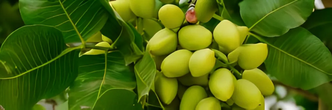 A bundle of small green pistachios growing clustered together on a tree.