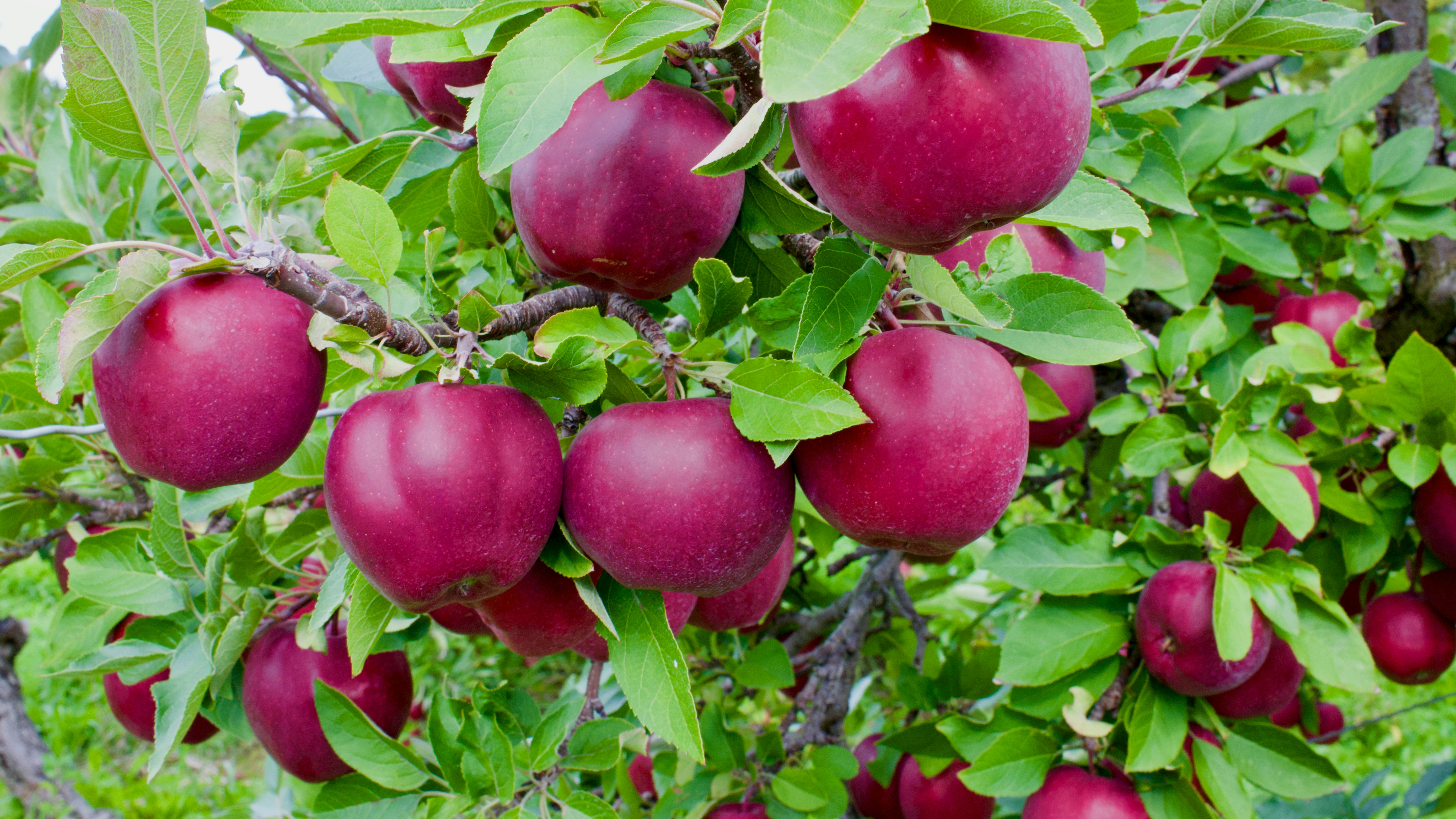 A close up view of deep red apples in a cluster on an apple tree.