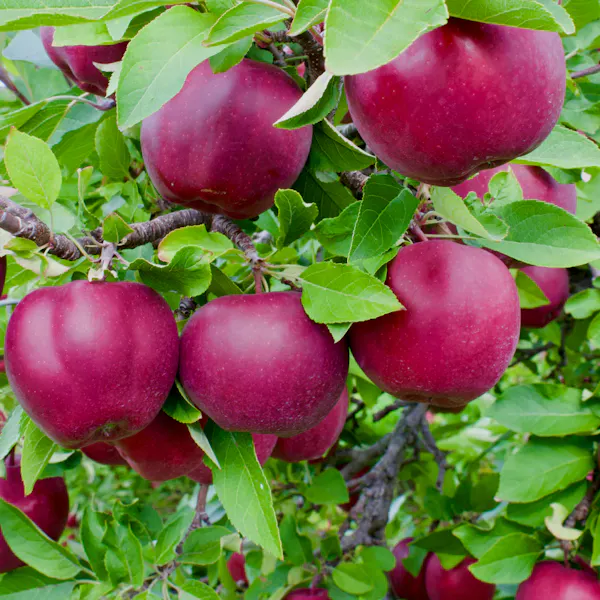 A close up view of deep red apples in a cluster on an apple tree.