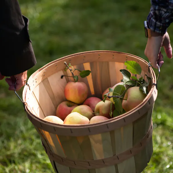 Two people carrying a large bushel of appples.