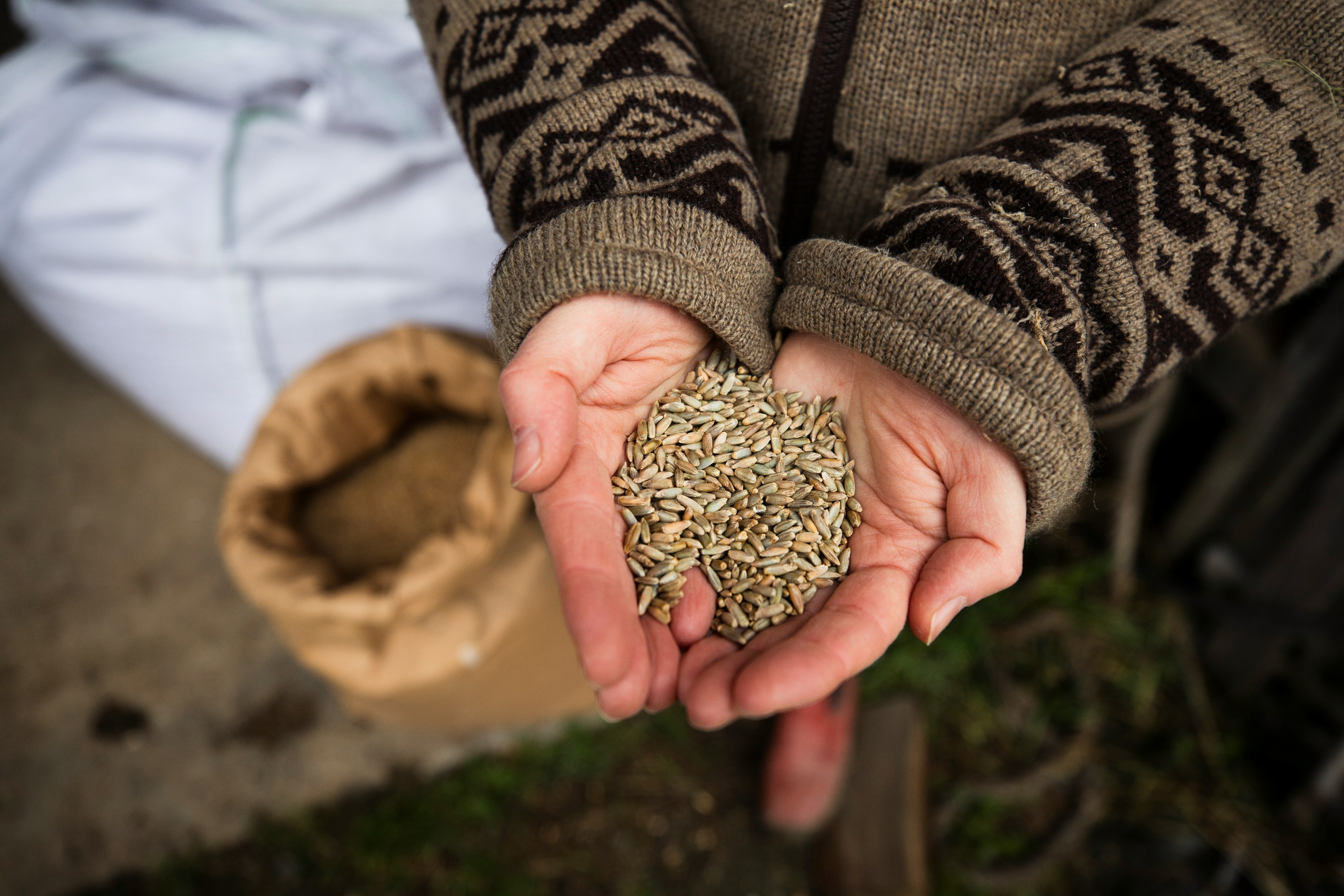 A person's hands hold harvested wheat.