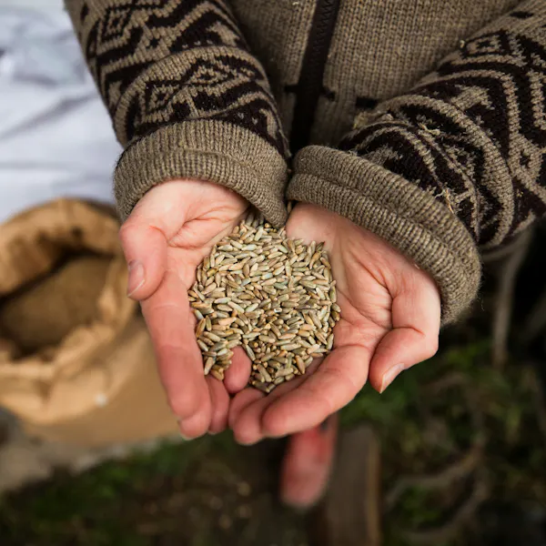 A person's hands hold harvested wheat.