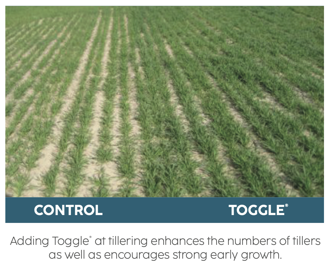 A side by side comparison of a plant treated with Toggle, and a control not treated at all.