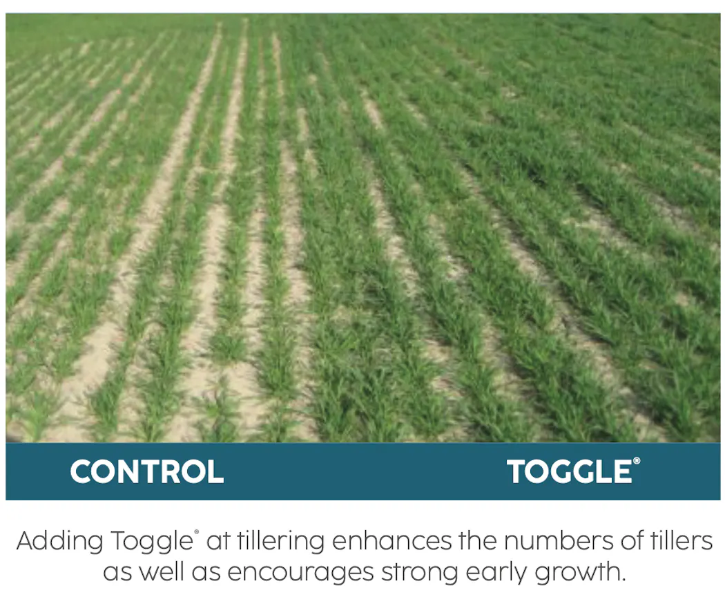 A side by side comparison of a plant treated with Toggle, and a control not treated at all.