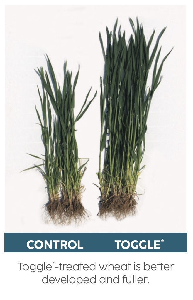 A side by side comparison of wheat plants treated with Toggle and without being treated.
