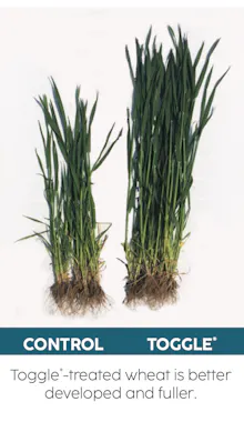 A side by side comparison of wheat plants treated with Toggle and without being treated.