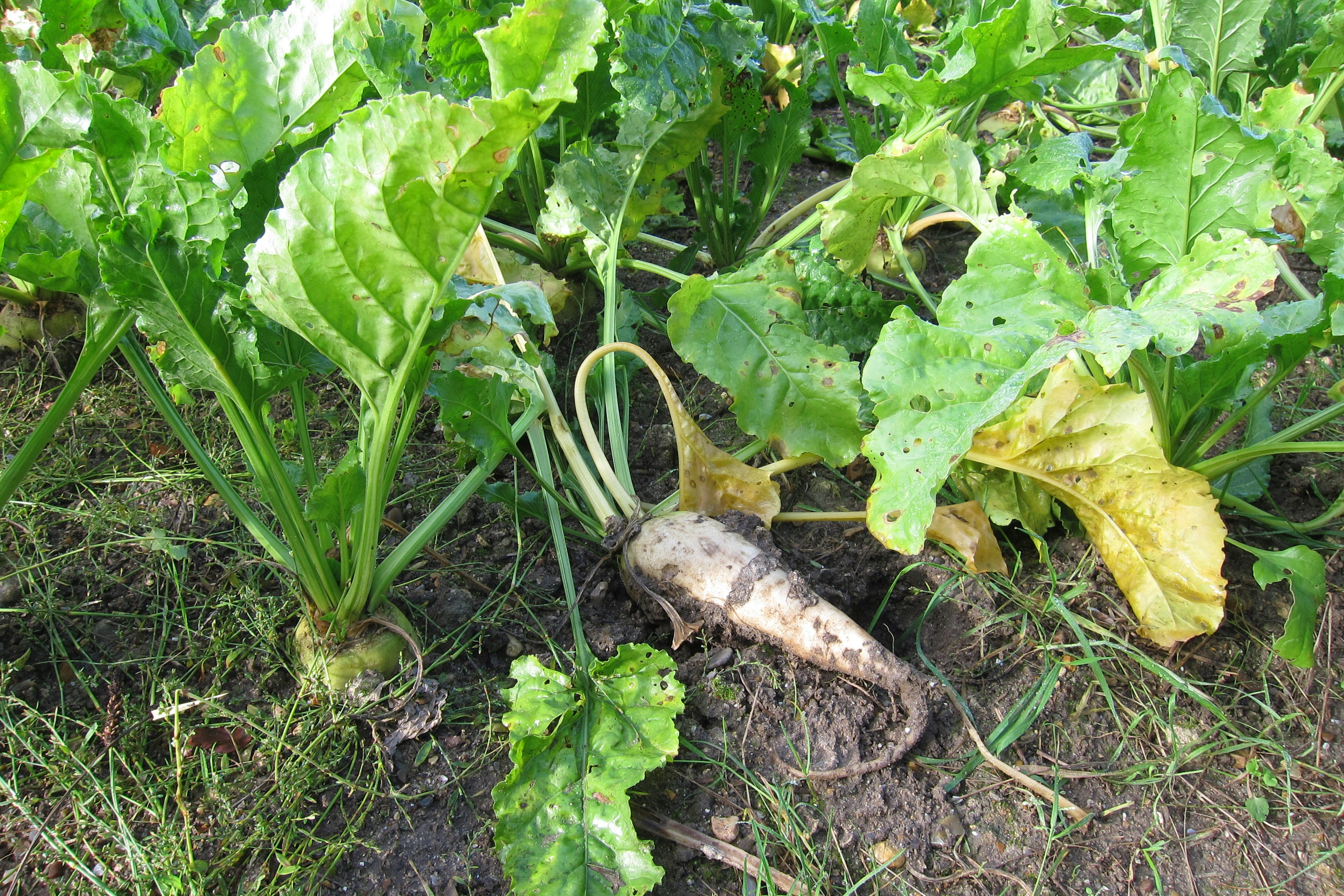 A sugarbeet has been pulled up from the soil and is laying on its side.