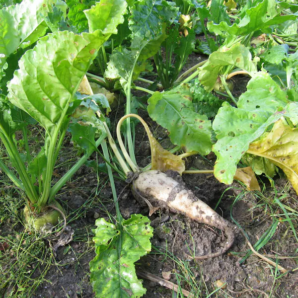 A sugarbeet has been pulled up from the soil and is laying on its side.