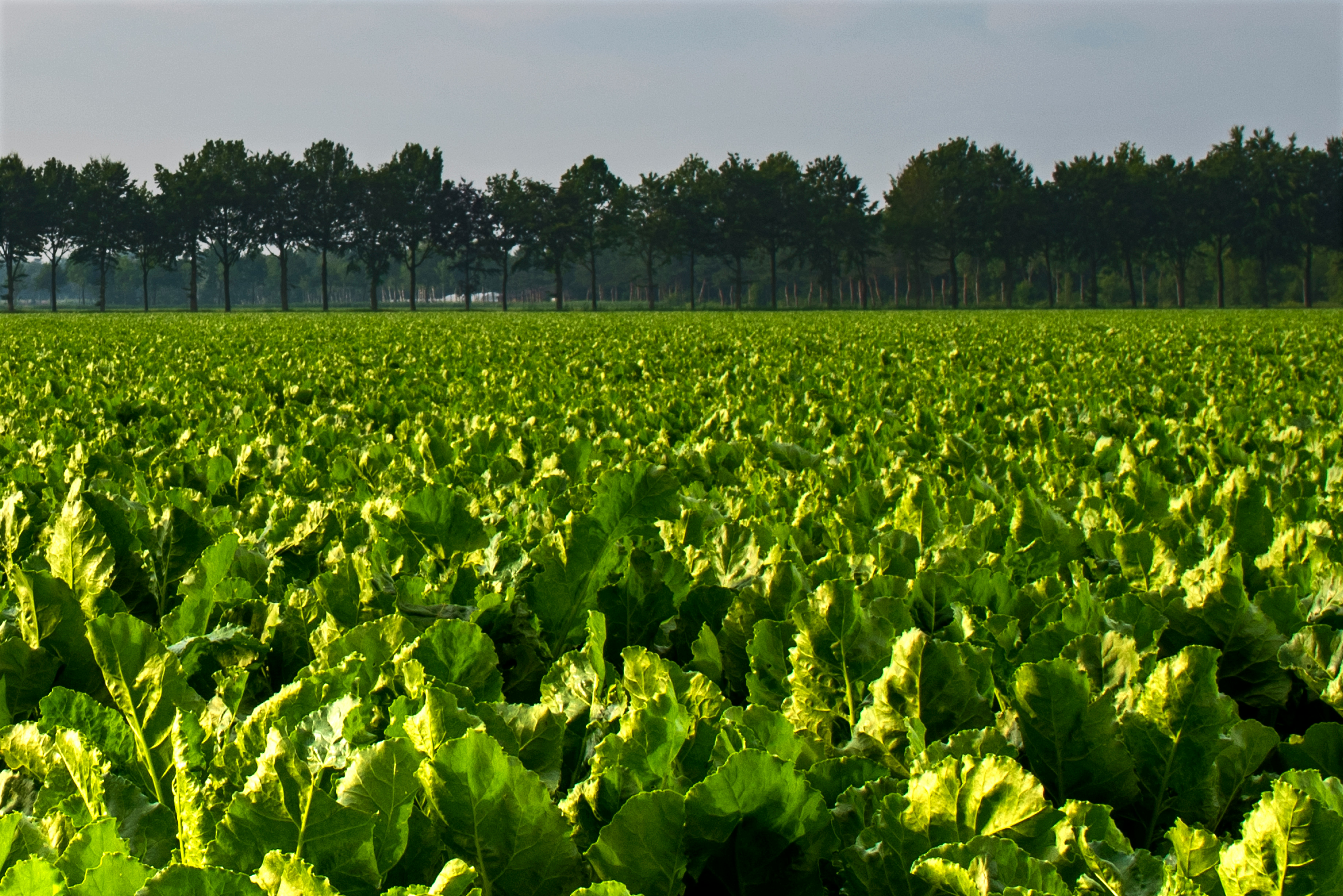 A large field with a vast crop of sugarbeets.