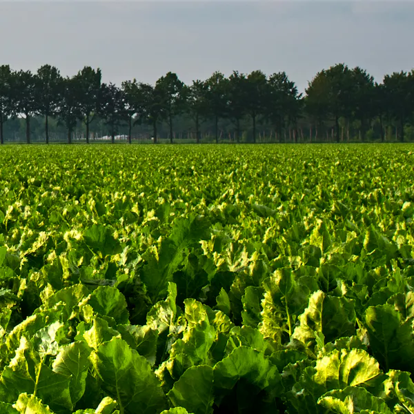 A large field with a vast crop of sugarbeets.