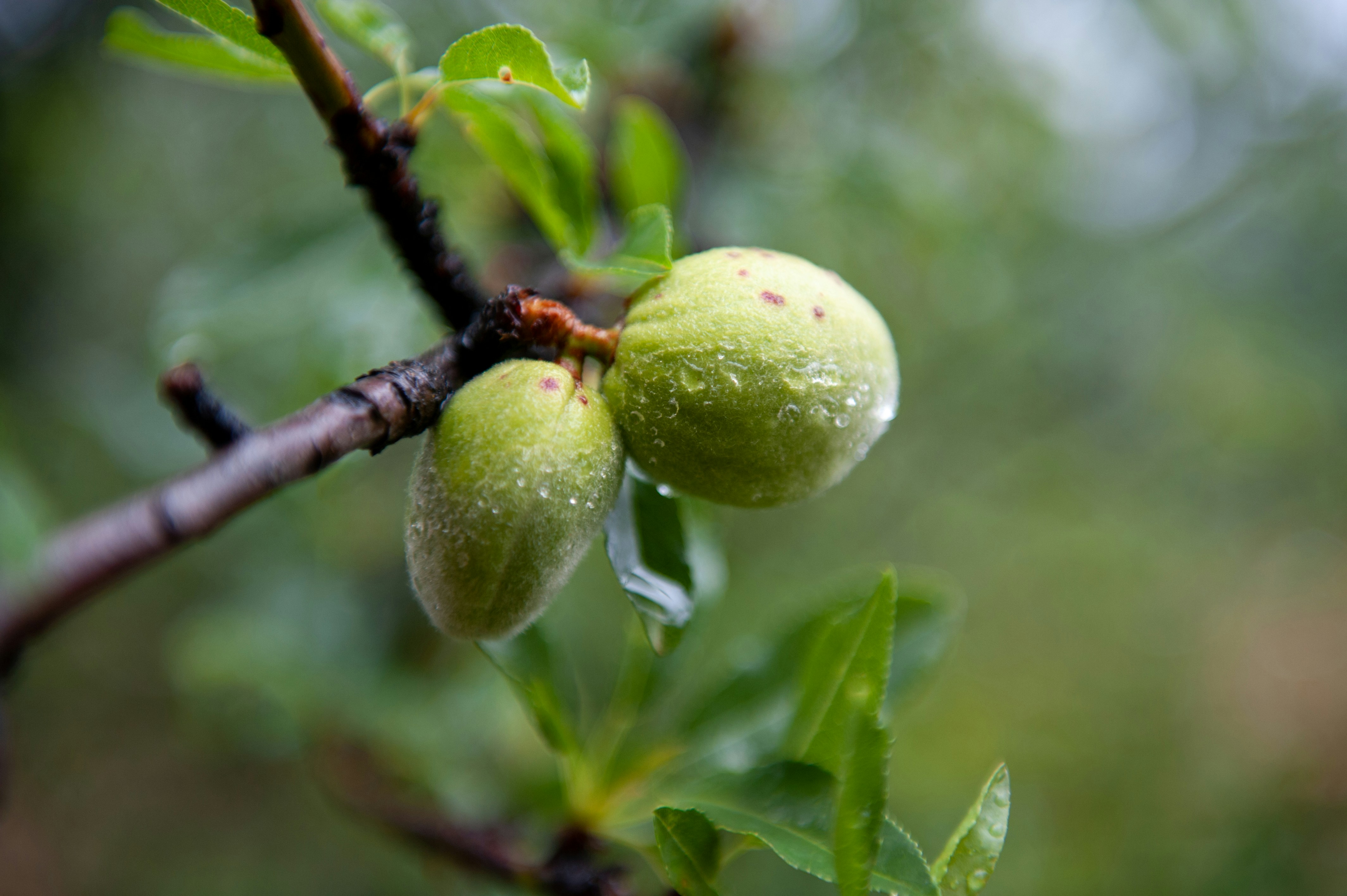 Two almonds grow on a tree.
