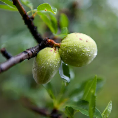 Two almonds grow on a tree.