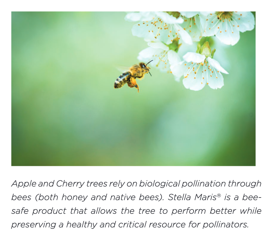 A small bee next to a white apple blossom.