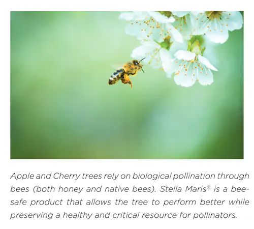 A small bee next to a white apple blossom.