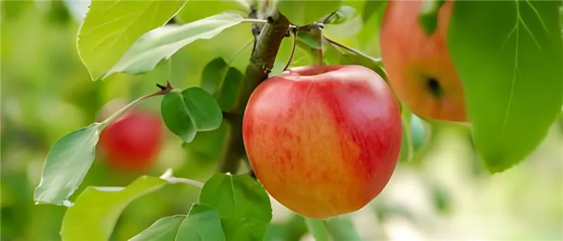 A vibrant red apple hangs off a green tree, with other healthy red apples around it.