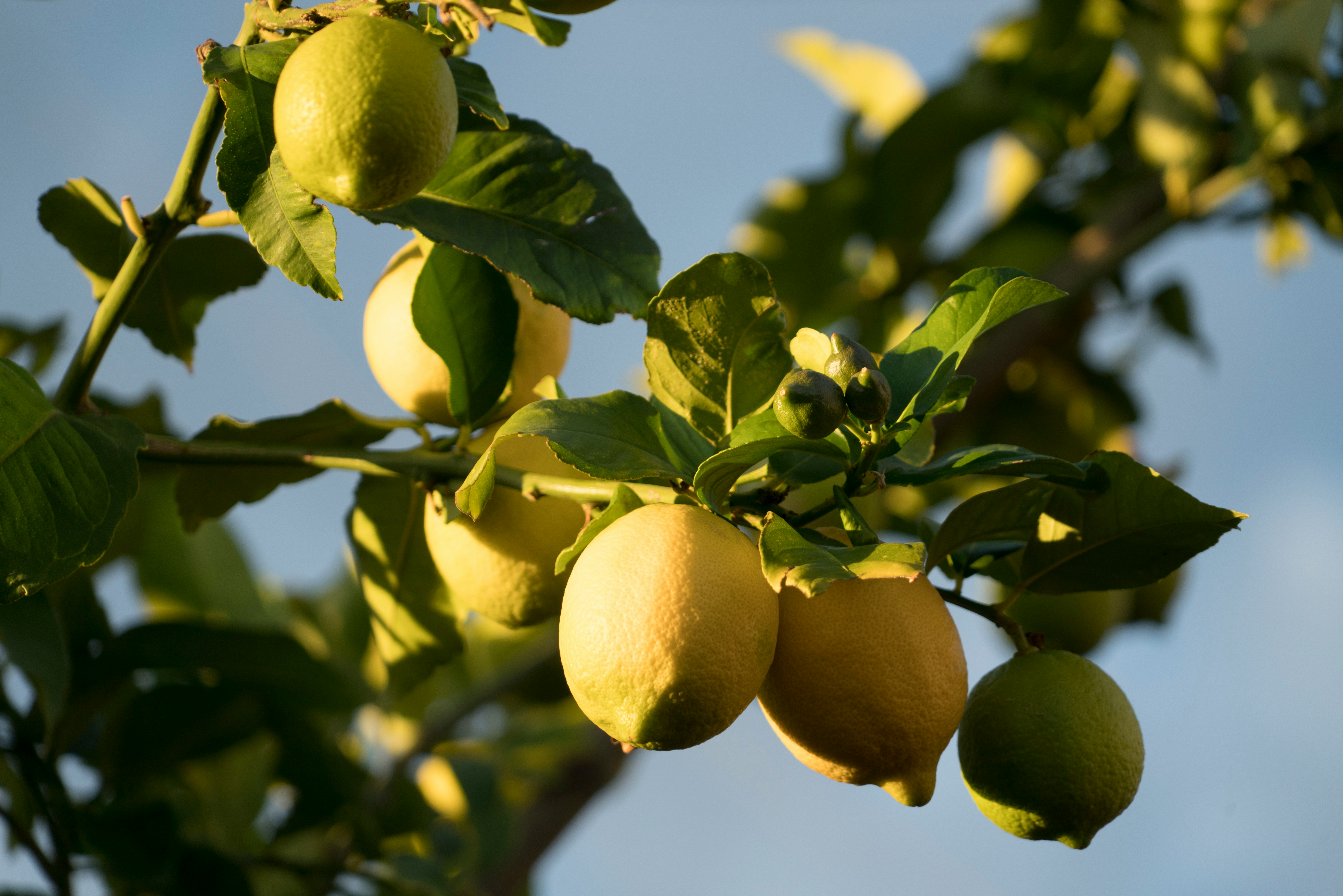 A lemon tree with many bright yellow lemons growing clustered together.