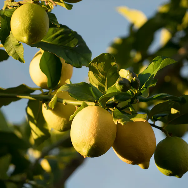 A lemon tree with many bright yellow lemons growing clustered together.