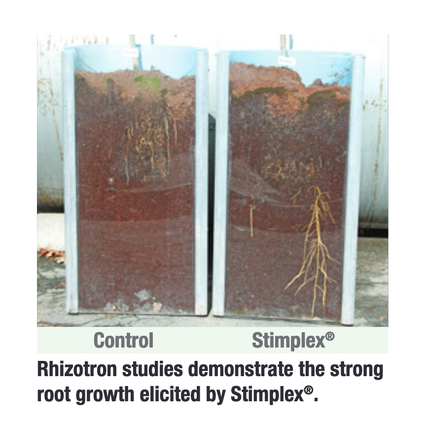 An analysis of citrus fruit roots.