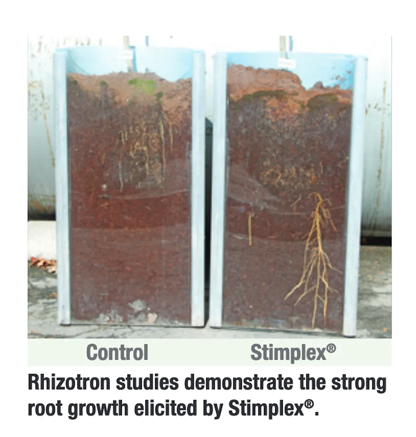 An analysis of citrus fruit roots.