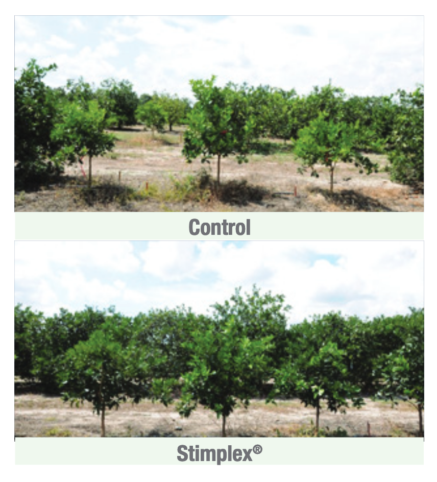 An analysis of citrus fruit tree growth.