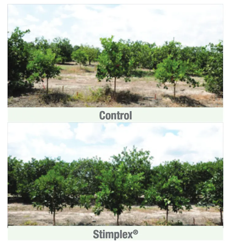 An analysis of citrus fruit tree growth.