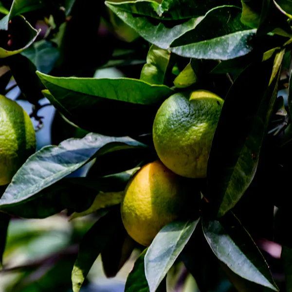 Limes growing on a shaded vibrant green tree.