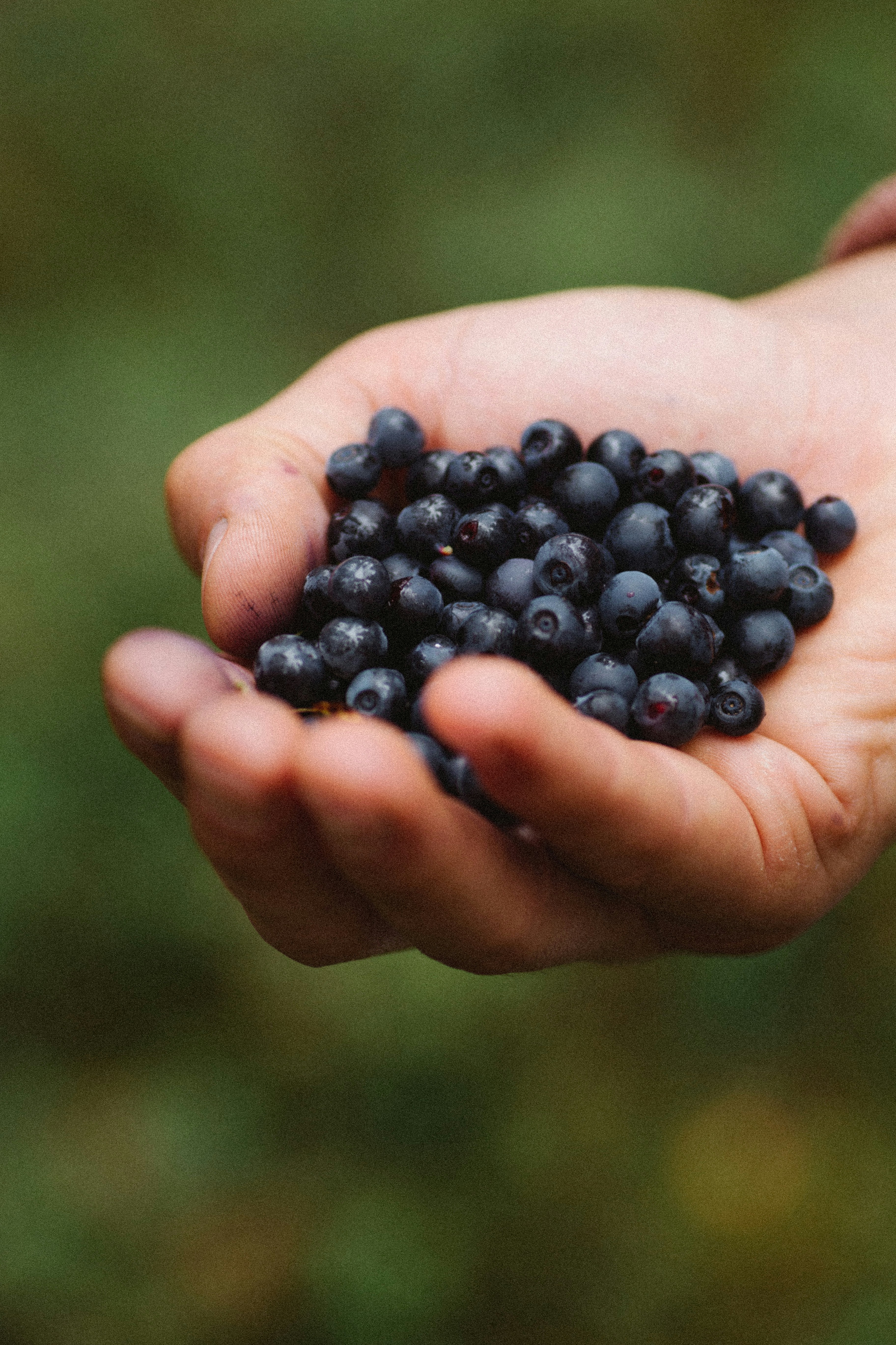 A hand holds many small dark blue blueberries.