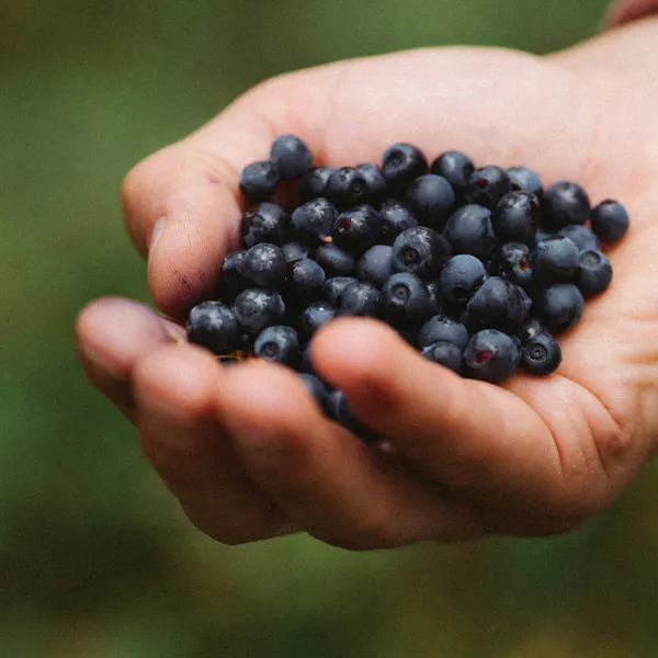 A hand holds many small dark blue blueberries.