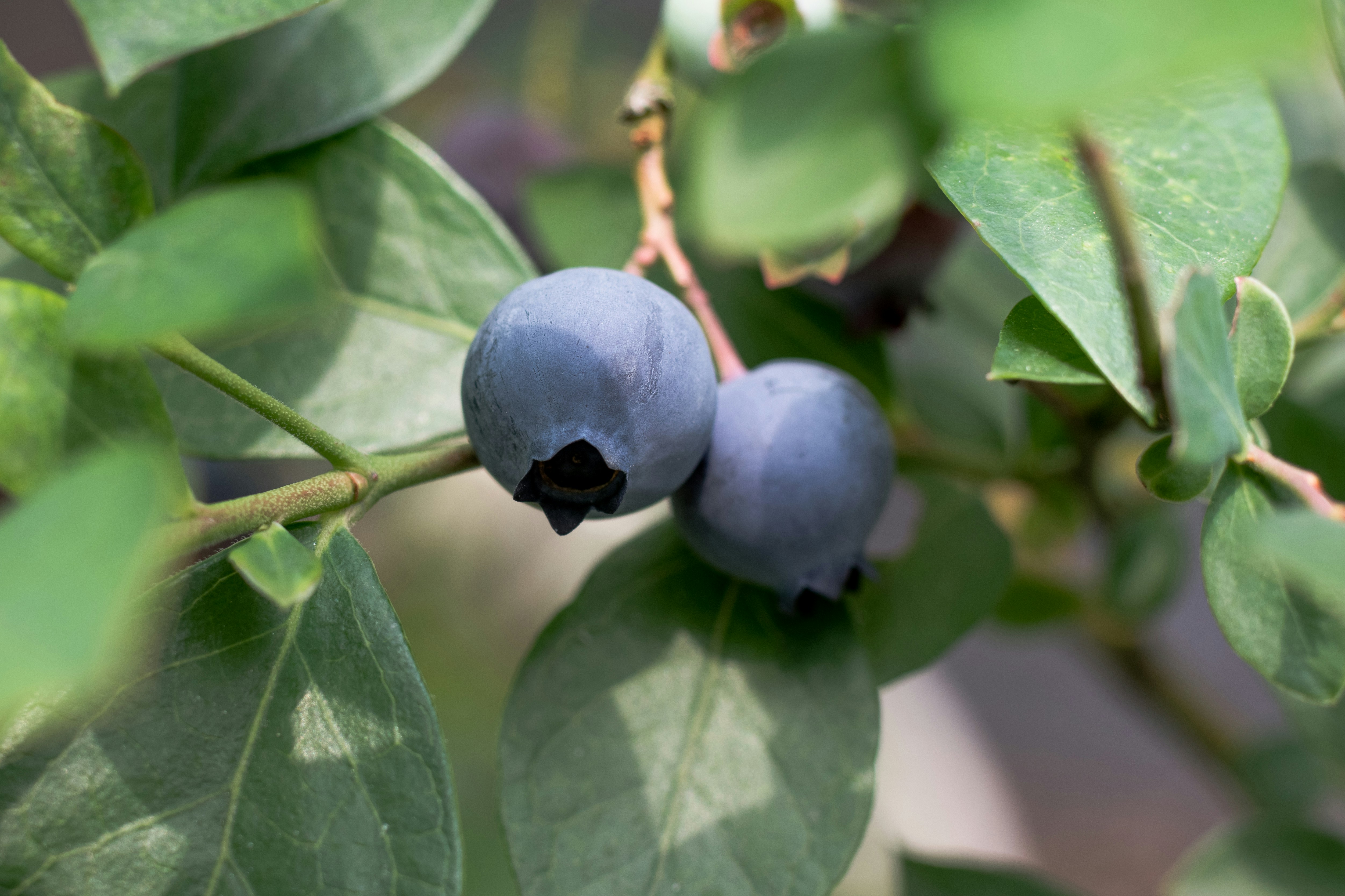 Two bright blueberries grow on a blueberry plant.